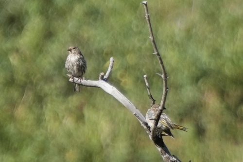 Pine Siskin