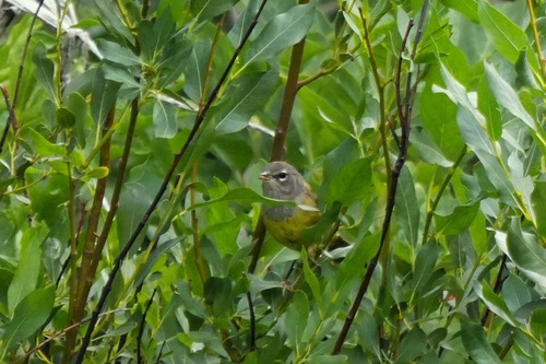 MacGillivray's Warbler
