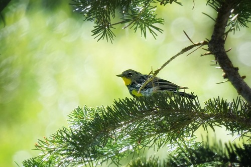 Yellow-rumped Warbler