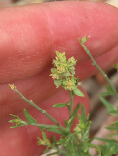 Smartweed Leafflower
