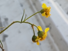 Haploesthes fruticosa