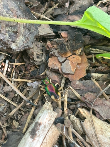Carolina Metallic Tiger Beetle