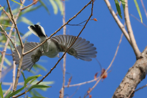 Blue-gray Gnatcatcher