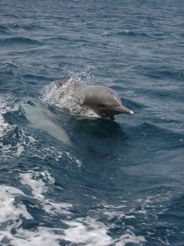 Indian Humpback Dolphin