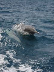 Indian Ocean Humpback Dolphin photo 5