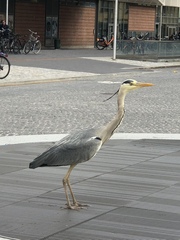 Ardea cinerea