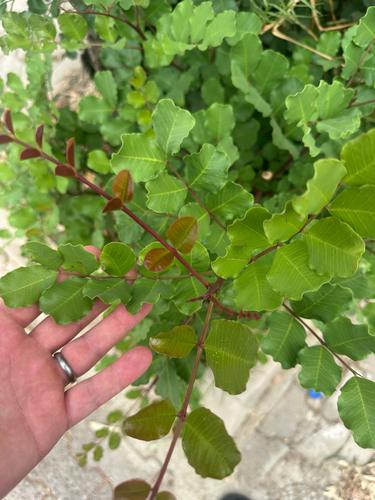 carob tree