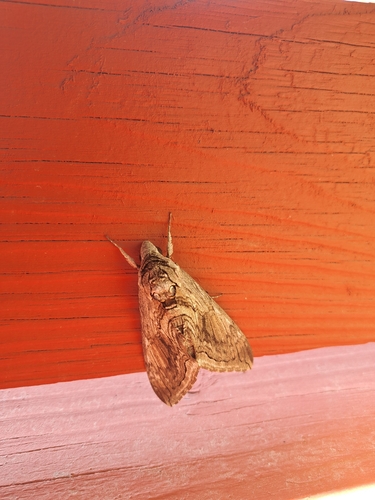 Manduca