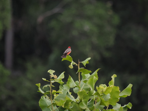 Vermilion Flycatcher