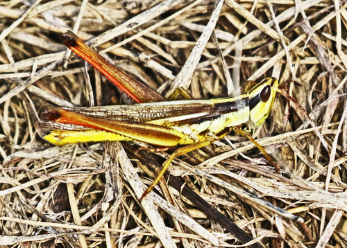Two-striped Mermiria