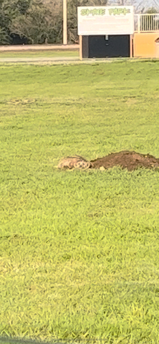 American Badger