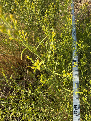 sticky snakeweed