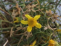 Haploesthes fruticosa