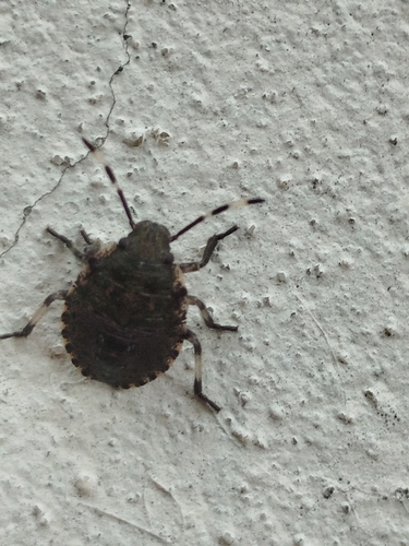 Mottled Stink Bug