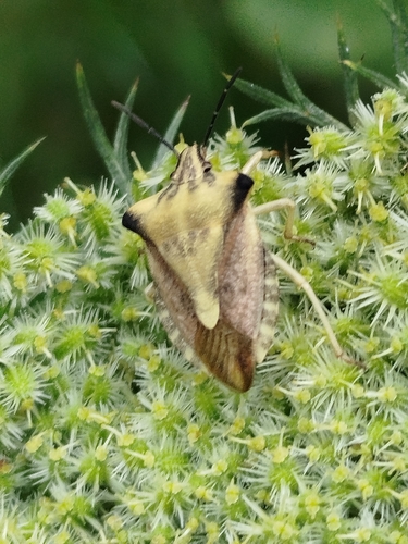 northern fruit bug