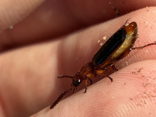 Flat-horned Ground Beetles