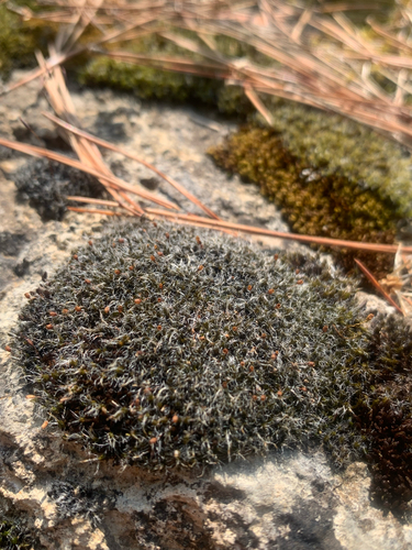 Grey-cushioned Grimmia
