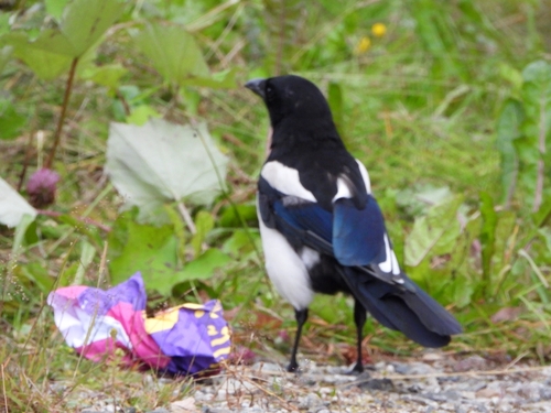 Eurasian Magpie