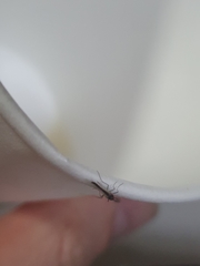 Chironomidae