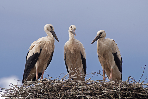 iNaturalist image