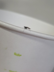 Chironomidae