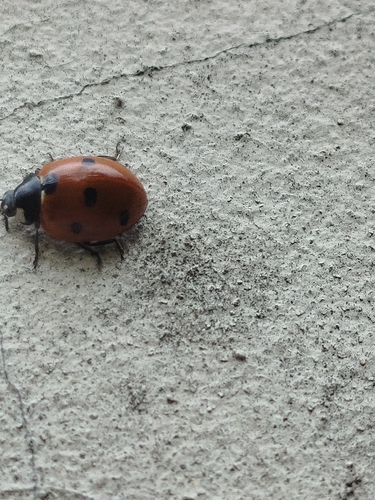 Seven-spotted Lady Beetle