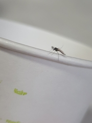 Chironomidae