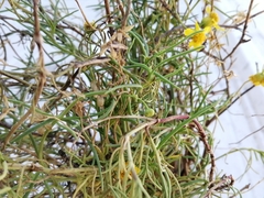 Haploesthes fruticosa