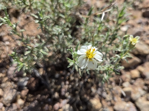 desert zinnia