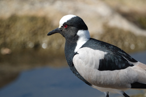 iNaturalist: (c) Alex Frood, some rights reserved (CC BY-NC), uploaded by Alex Frood iNaturalist image