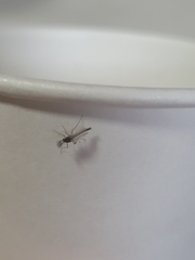Chironomidae