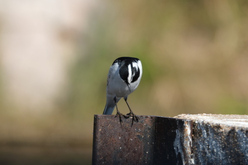 iNaturalist image