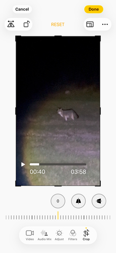 Gray Fox