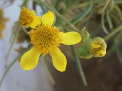 Haploesthes fruticosa