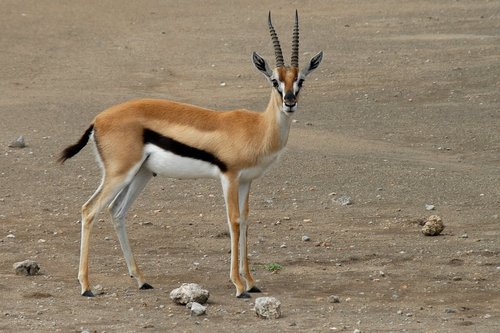 Thomson's Gazelle