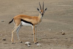 Thomson's Gazelle photo 5