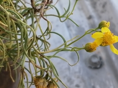 Haploesthes fruticosa