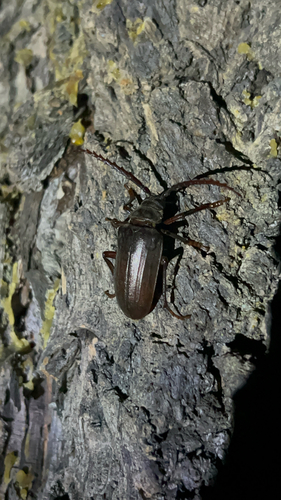 iNaturalist observation photo of California Root Borer