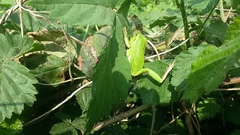 Hyla intermedia perrini