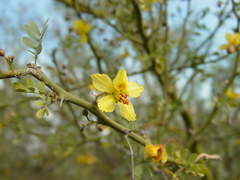 Parkinsonia texana macra