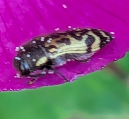 Acmaeodera mixta