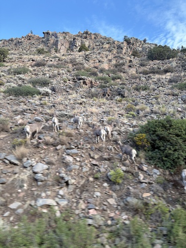 Bighorn Sheep