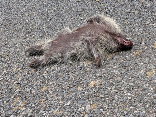 North American Porcupine