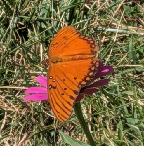Gulf Fritillary