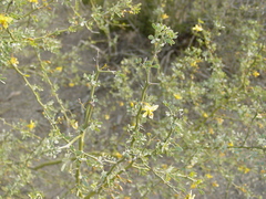 Parkinsonia texana macra