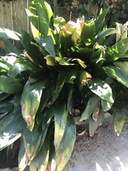 Aspidistra