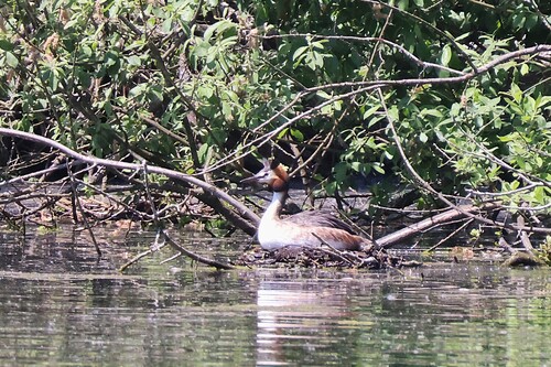 iNaturalist image