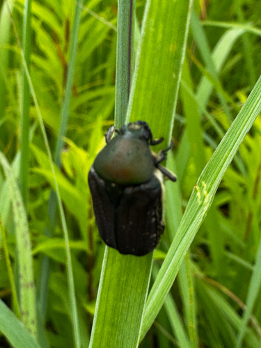 Olive Flower Beetle