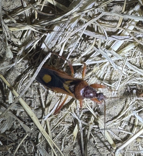 Western Corsair Bug