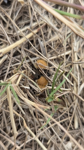 iNaturalist observation photo of Dasymutilla